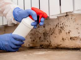 Why You Should Choose Our Mold Remediation Services in Edneyville, NC